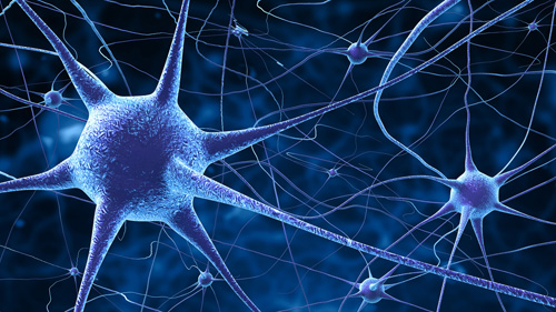 nerve cells